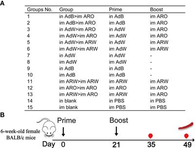 Heterologous prime-boost immunisation with mRNA- and AdC68-based 2019-nCoV variant vaccines induces broad-spectrum immune responses in mice